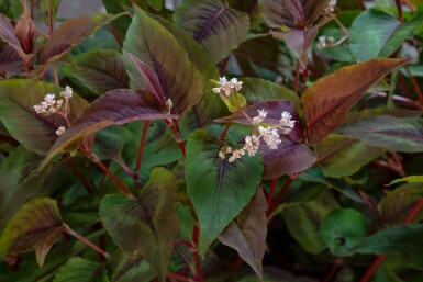 Persicaire red dragon Persicaria microcephala 'Red Dragon' 5-10 pot P9 Persicaria microcephala 'Red Dragon'