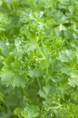 Persil Petroselinum crispum 5-10 pot P9 Petroselinum crispum