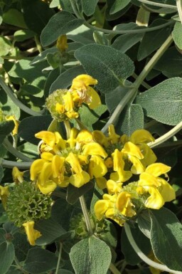 Sauge de jérusalem Phlomis fruticosa 5-10 pot P9 Phlomis fruticosa