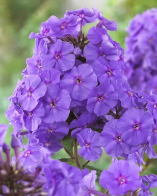 Phlox vivace Phlox paniculata 'Amethyst' 5-10 pot P9 Phlox paniculata 'Amethyst'