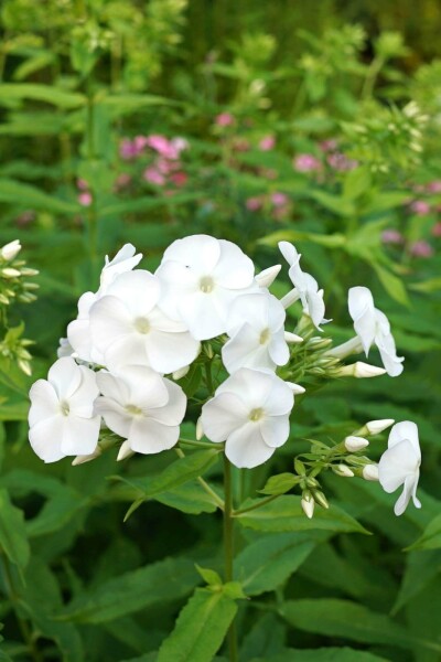 Phlox paniculé Phlox paniculata 'David' 5-10 pot P9 Phlox paniculata 'David'