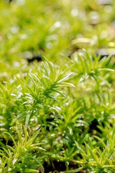 Phlox mousse Phlox subulata 'Moerheimii' 5-10 pot P9 Phlox subulata 'Moerheimii'