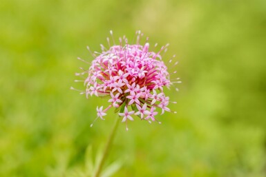 Phuopsis rose Phuopsis stylosa 5-10 pot P9 Phuopsis stylosa