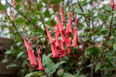 Fuchsia du cap Phygelius capensis 5-10 pot P9 Phygelius capensis