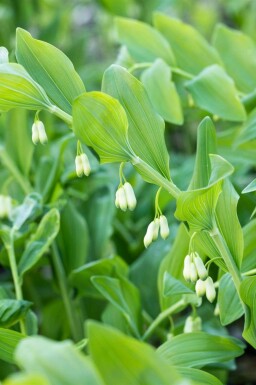Herbe aux panaris Polygonatum multiflorum 5-10 pot P9 Polygonatum multiflorum