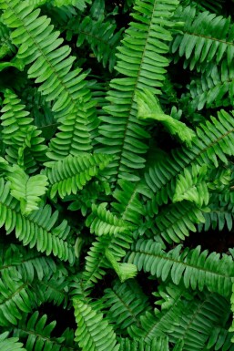 Fougère épée Polystichum munitum 5-10 pot P9 Polystichum munitum