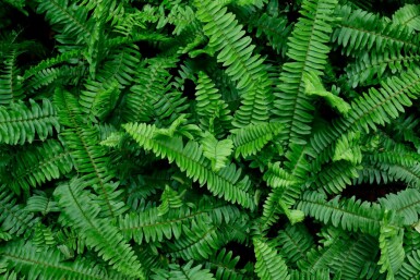 Fougère épée Polystichum munitum 5-10 pot P9 Polystichum munitum