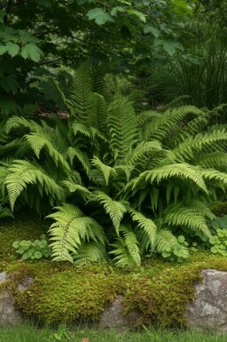 Fougère de dahlem Polystichum setiferum 'Dahlem' 5-10 pot P9 Polystichum setiferum 'Dahlem'