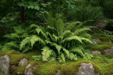 Fougère de dahlem Polystichum setiferum 'Dahlem' 5-10 pot P9 Polystichum setiferum 'Dahlem'