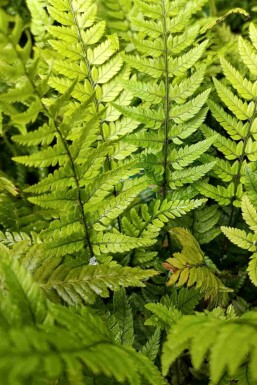Fougère de corée Polystichum tsussimense 5-10 pot P9 Polystichum tsussimense