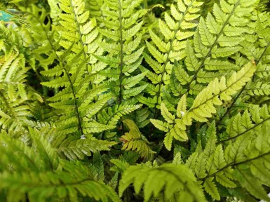 Fougère de corée Polystichum tsussimense 5-10 pot P9 Polystichum tsussimense