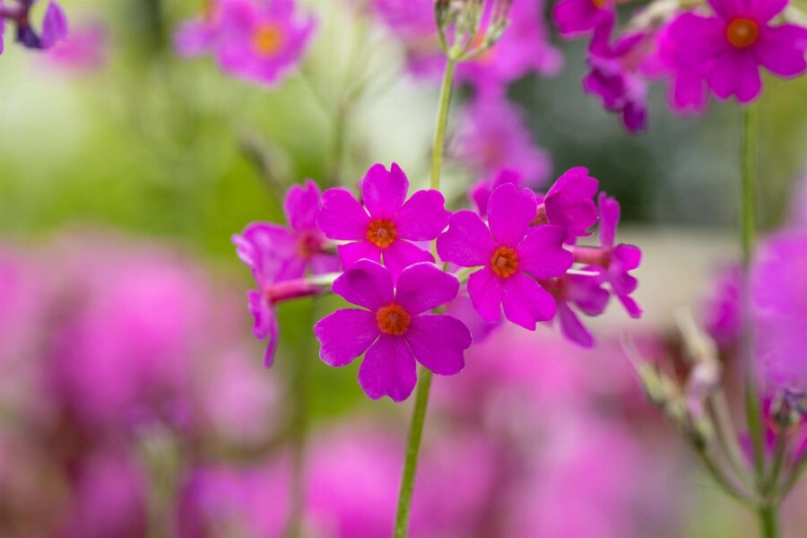 Primevère candélabre Primula beesiana 5-10 pot P9 Primula beesiana