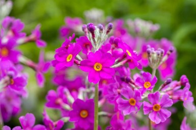 Primevère candélabre Primula beesiana 5-10 pot P9 Primula beesiana