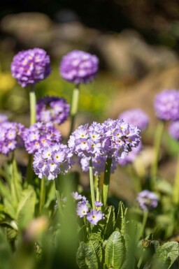 Primevère denticulée Primula denticulata 5-10 pot P9 Primula denticulata