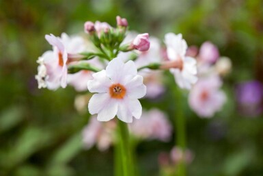 Primevère du japon Primula japonica 5-10 pot P9 Primula japonica
