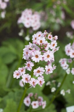 Primevère du japon Primula japonica 5-10 pot P9 Primula japonica