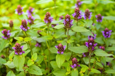 Brunelle commune Prunella vulgaris 5-10 pot P9 Prunella vulgaris