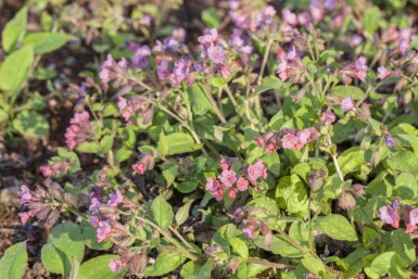 Pulmonaire Pulmonaria officinalis 5-10 pot P9 Pulmonaria officinalis