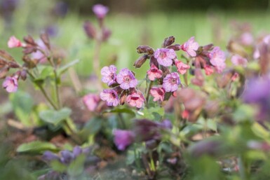 Pulmonaire Pulmonaria officinalis 5-10 pot P9 Pulmonaria officinalis