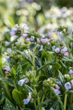 Pulmonaire Pulmonaria saccharata 'Opal' 5-10 pot P9 Pulmonaria saccharata 'Opal'