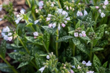 Pulmonaire Pulmonaria saccharata 'Opal' 5-10 pot P9 Pulmonaria saccharata 'Opal'