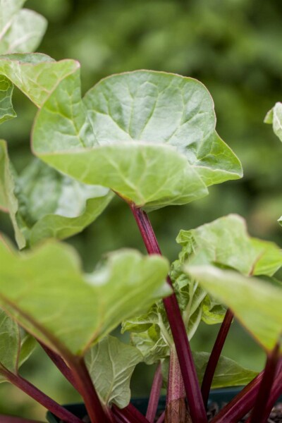 Rhubarbe Rheum rhabarbarum 5-10 pot P9 Rheum rhabarbarum