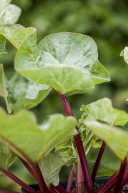 Rhubarbe Rheum rhabarbarum 5-10 pot P9 Rheum rhabarbarum