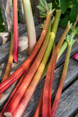 Rhubarbe Rheum rhabarbarum 5-10 pot P9 Rheum rhabarbarum