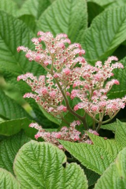 Rodgersie à feuilles de maronnier Rodgersia henrici 5-10 pot P9 Rodgersia henrici