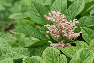 Rodgersie à feuilles de maronnier Rodgersia henrici 5-10 pot P9 Rodgersia henrici