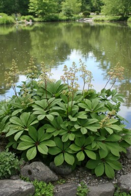 Rodgersie à feuilles pennées Rodgersia pinnata 5-10 pot P9 Rodgersia pinnata
