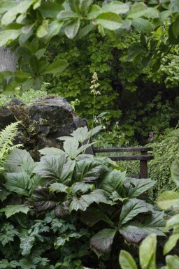 Rodgersie à feuilles de marronnier Rodgersia podophylla 5-10 pot P9 Rodgersia podophylla