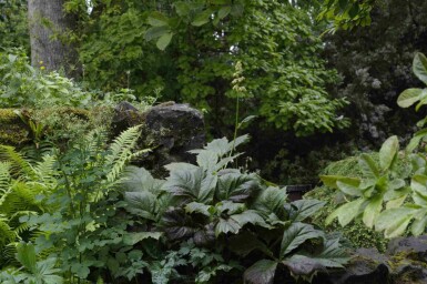 Rodgersie à feuilles de marronnier Rodgersia podophylla 5-10 pot P9 Rodgersia podophylla