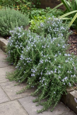 Romarin Rosmarinus officinalis 'Capri' 5-10 pot P9 Rosmarinus officinalis 'Capri'