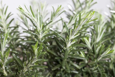 Romarin Rosmarinus officinalis 'Prostratus' 5-10 pot P9 Rosmarinus officinalis 'Prostratus'