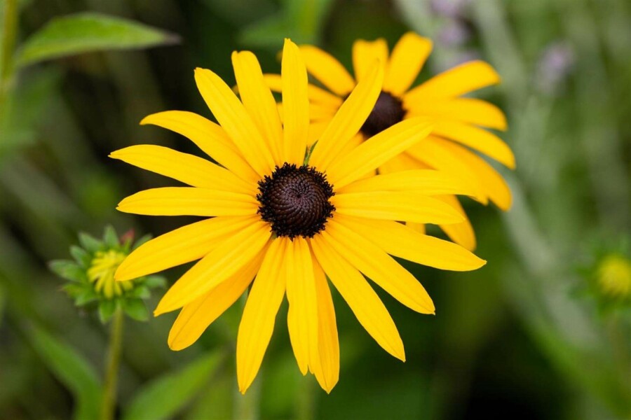 Rudbeckie de deam Rudbeckia fulgida var deamii 5-10 pot P9 Rudbeckia fulgida var deamii