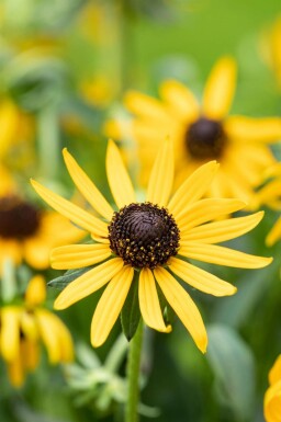 Rudbeckie éclatante Rudbeckia fulgida 'Little Goldstar' 5-10 pot P9 Rudbeckia fulgida 'Little Goldstar'