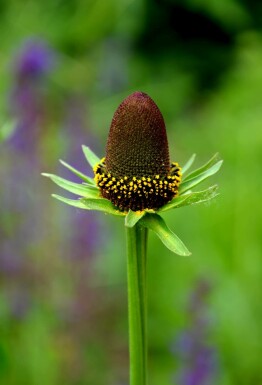 Rudbeckie Rudbeckia occidentalis 'Green Wizard' 5-10 pot P9 Rudbeckia occidentalis 'Green Wizard'
