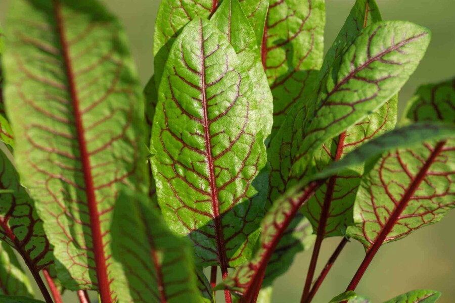 Oseille sanguine Rumex sanguineus 5-10 pot P9 Rumex sanguineus