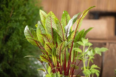 Oseille sanguine Rumex sanguineus 5-10 pot P9 Rumex sanguineus