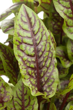 Oseille sanguine Rumex sanguineus 5-10 pot P9 Rumex sanguineus