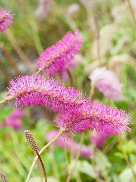 Sanguisorbe à fleurs roses Sanguisorba obtusa 5-10 pot P9 Sanguisorba obtusa