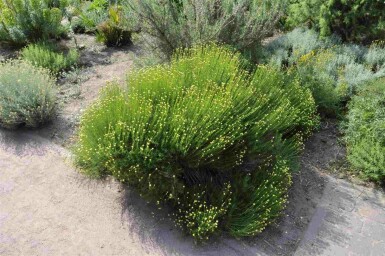 Santoline verte Santolina rosmarinifolia 5-10 pot P9 Santolina rosmarinifolia
