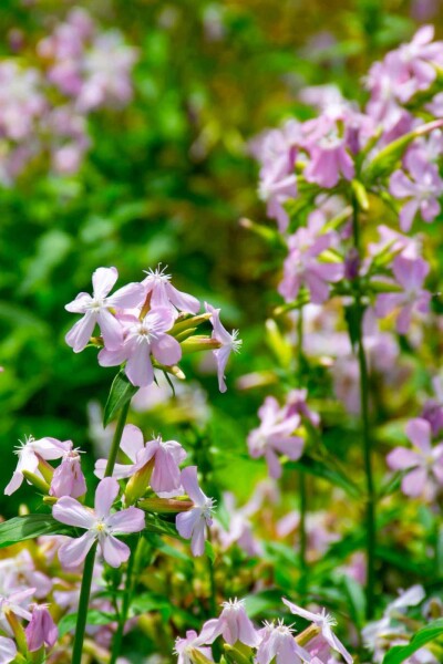 Saponaire Saponaria officinalis 5-10 pot P9 Saponaria officinalis