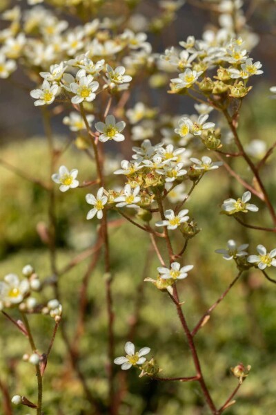 Saxifrage paniculée Saxifraga paniculata 5-10 pot P9 Saxifraga paniculata