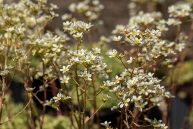 Saxifrage paniculée Saxifraga paniculata 5-10 pot P9 Saxifraga paniculata