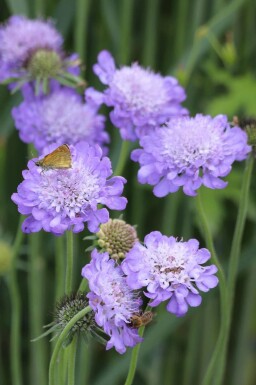 Scabieuse colombaire Scabiosa columbaria 'Butterfly Blue' 5-10 pot P9 Scabiosa columbaria 'Butterfly Blue'