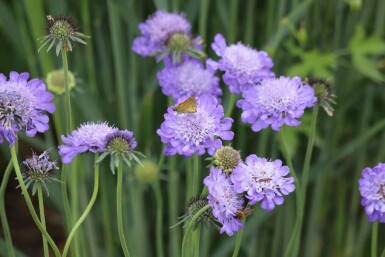 Scabieuse colombaire Scabiosa columbaria 'Butterfly Blue' 5-10 pot P9 Scabiosa columbaria 'Butterfly Blue'