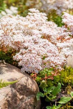 Orpin blanc Sedum album 5-10 pot P9 Sedum album