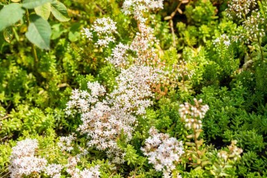 Orpin blanc Sedum album 5-10 pot P9 Sedum album